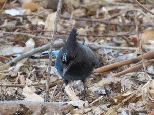 Steller's jay