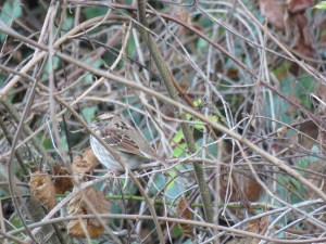 White-throated sparrow