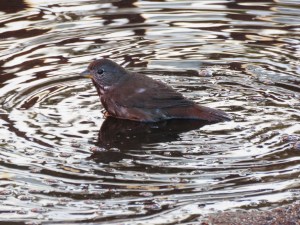 Fox Sparrow