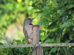 Nothern Flicker