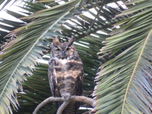 Great-horned Owl