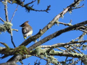 Cedar Waxwing