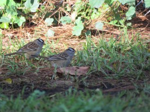 White-crowned Sparrow