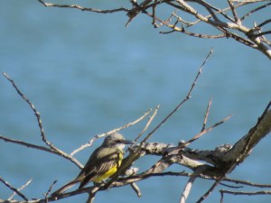 Tropical Kingbird