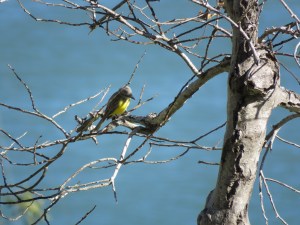 Tropical Kingbird