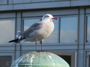 Heermann's gull