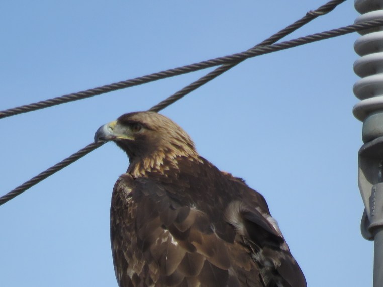 Golden Eagle