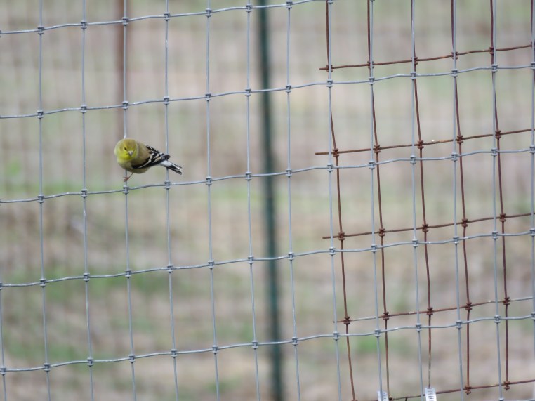 American Goldfinch