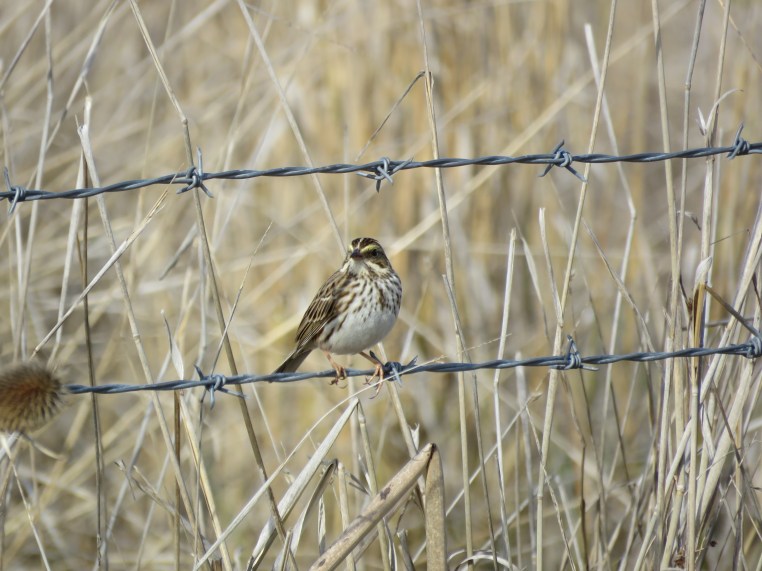 Savannah sparrow