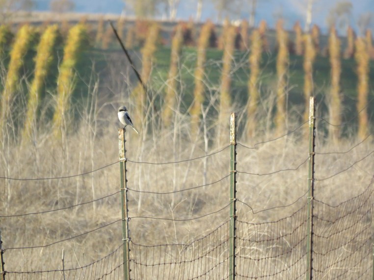 Loggerhead shrike