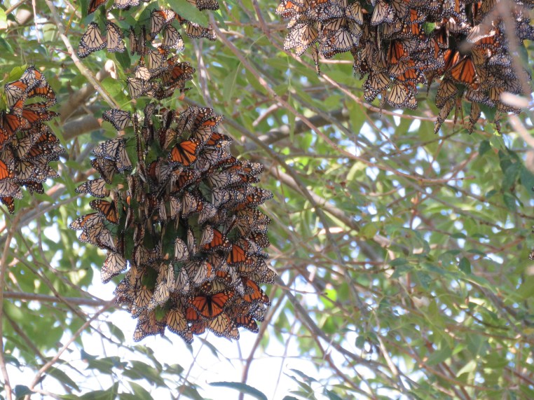 Monarch butterflies