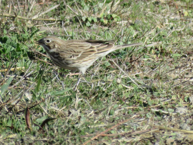 Vesper Sparrow