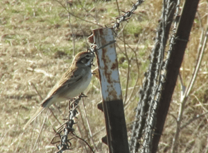 Lark Sparrow
