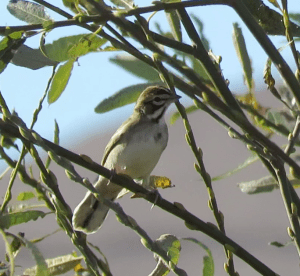 Lark Sparrow
