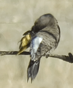 Northern Flicker