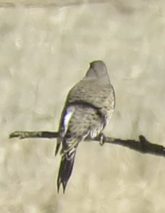 Northern Flicker