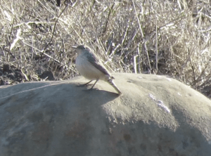 Rock Wren