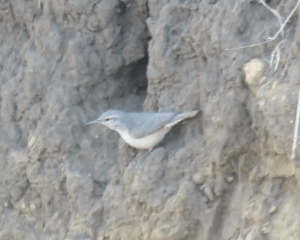 Rock Wren