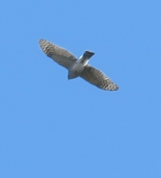 Sharp-shinned Hawk
