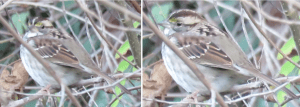 White-throated sparrow