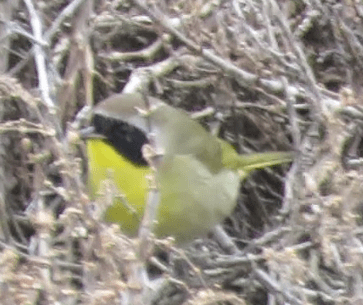 Common yellowthroat
