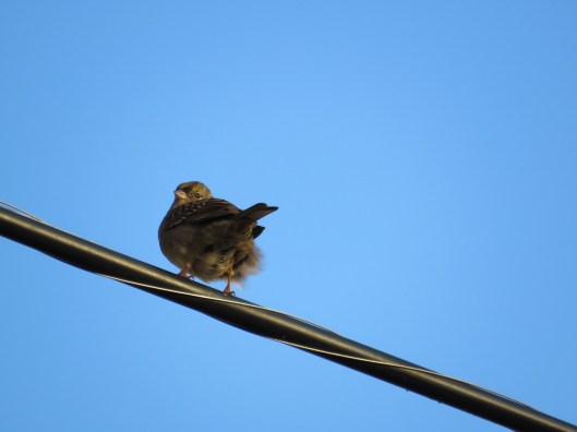 Golden-crowned Sparrow