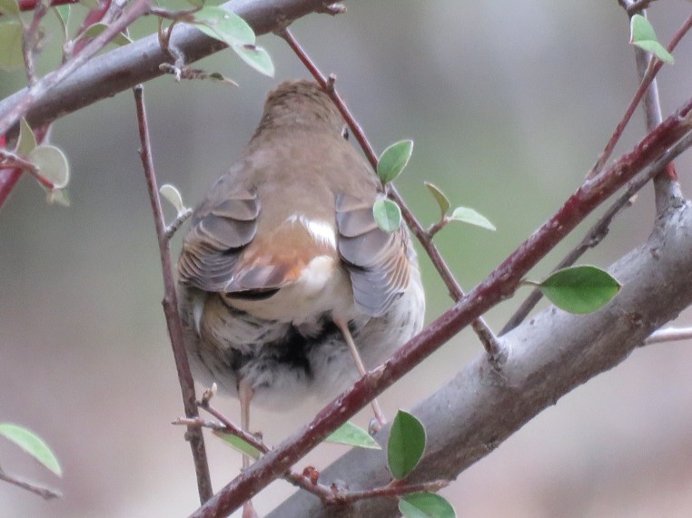 Hermit Thrush