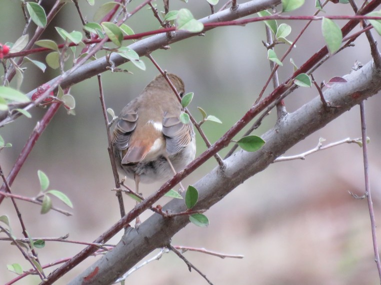 Hermit Thrush
