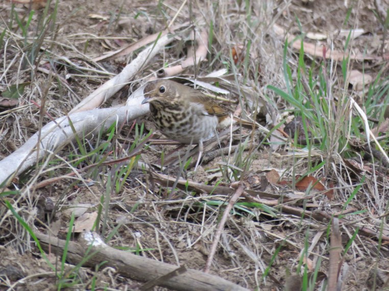 Hermit Thrush