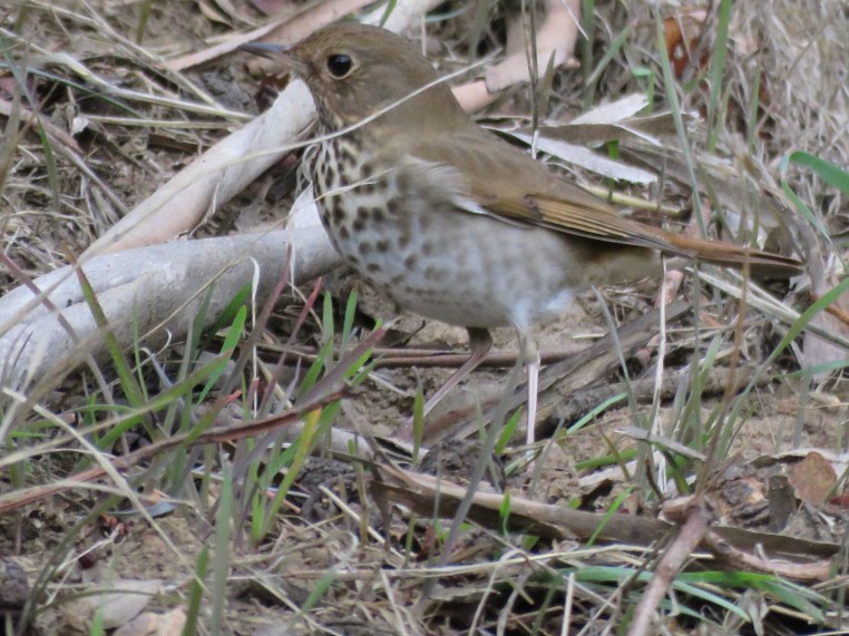 Hermit Thrush