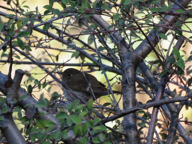 Hermit Thrush
