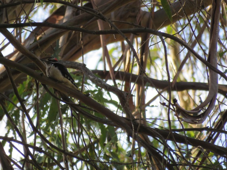 Hairy Woodpecker