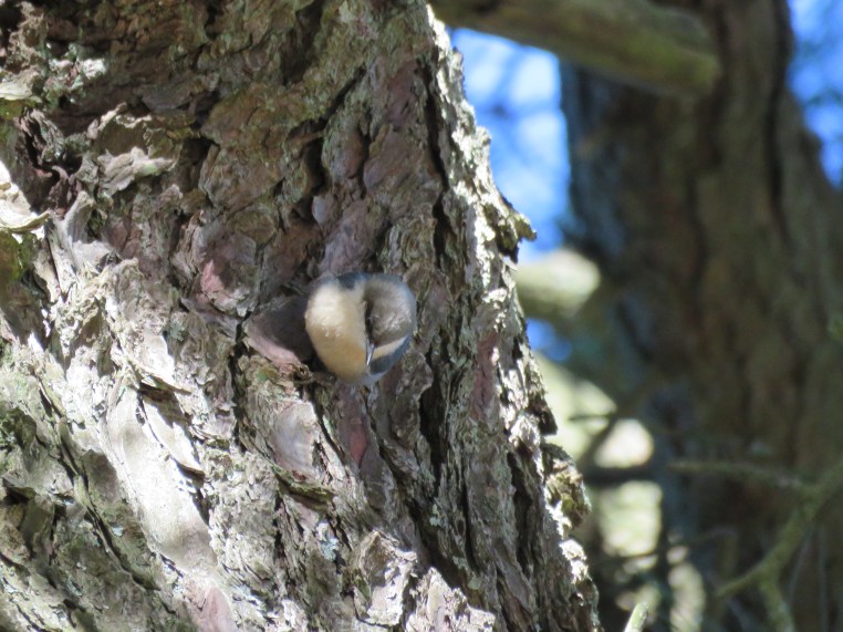 Pygmy Nuthatch