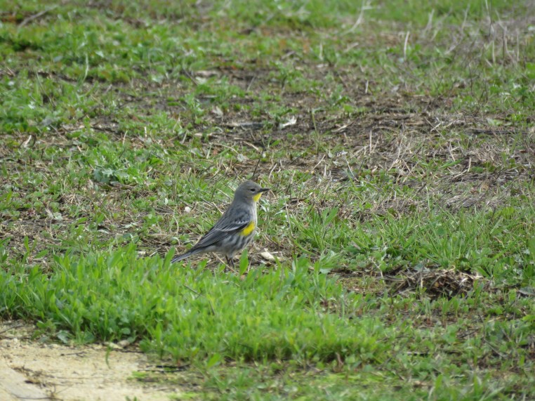 Yellow-rumped Warbler