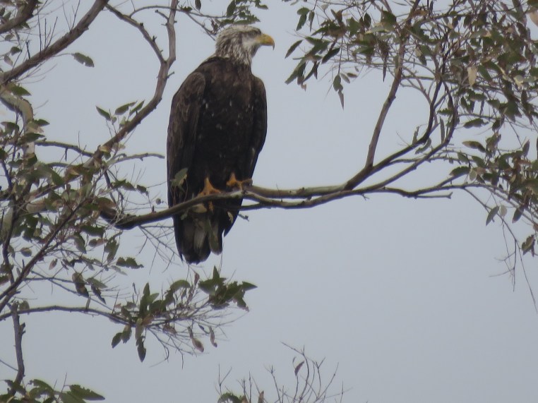 Bald Eagle