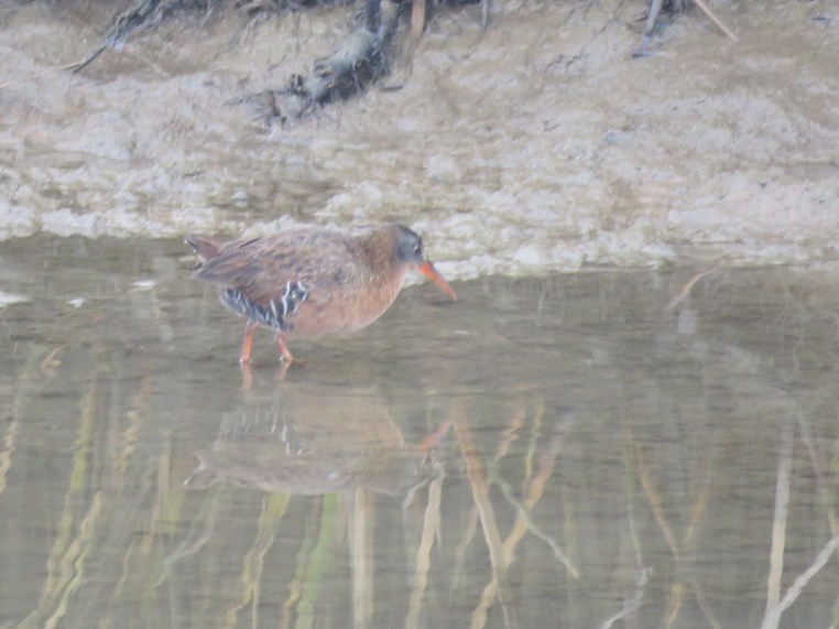 Virginia rail