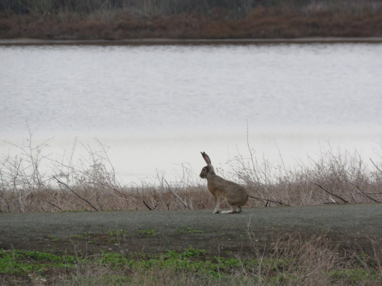 Black-tailed jackrabbit