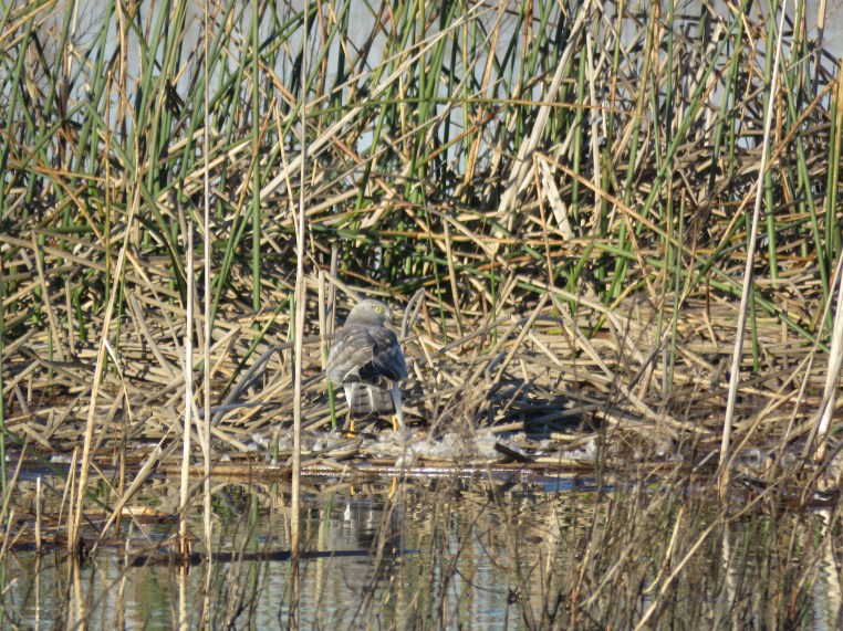 Northern Harrier