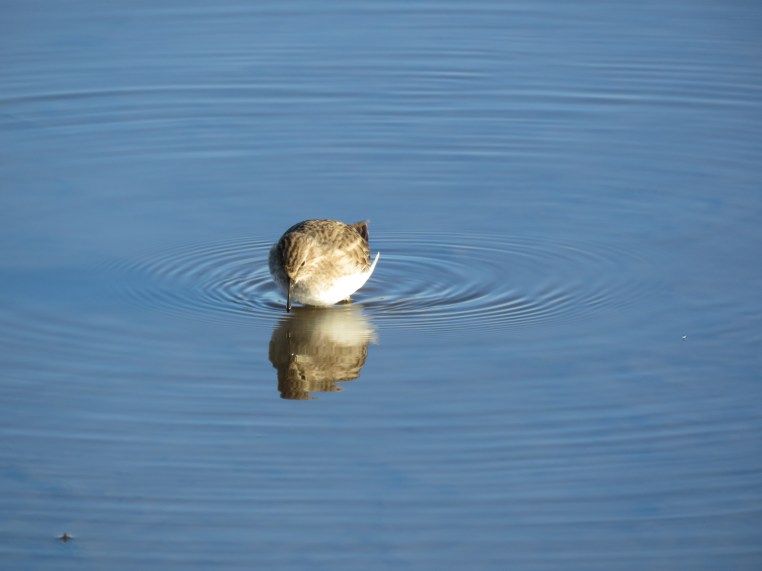 Least sandpiper