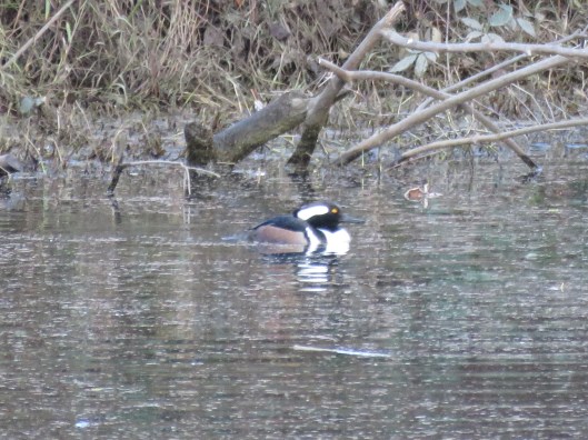 Hooded merganser