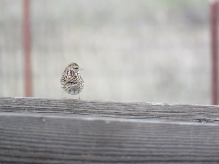 Savannah sparrow