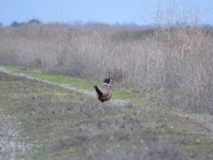 Ring-necked Pheasant