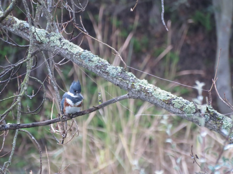 Belted Kingfisher