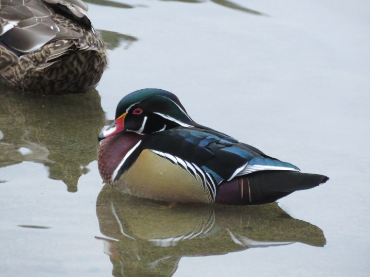 Wood duck