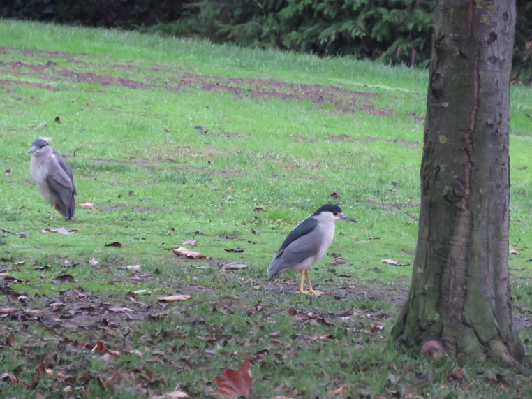 Black-crowned Night Heron