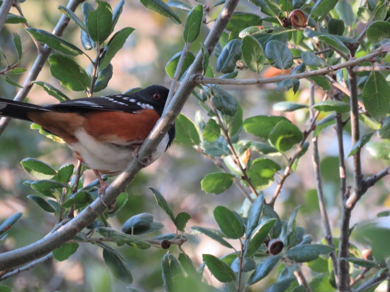 Spotted Towhee