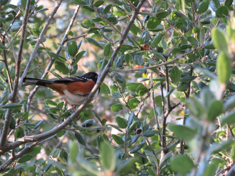 Spotted Towhee