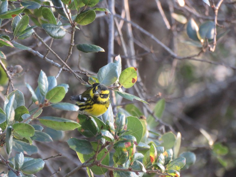 Townsend's warbler