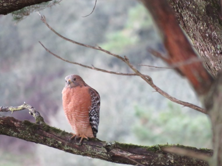 Red-shouldered hawk