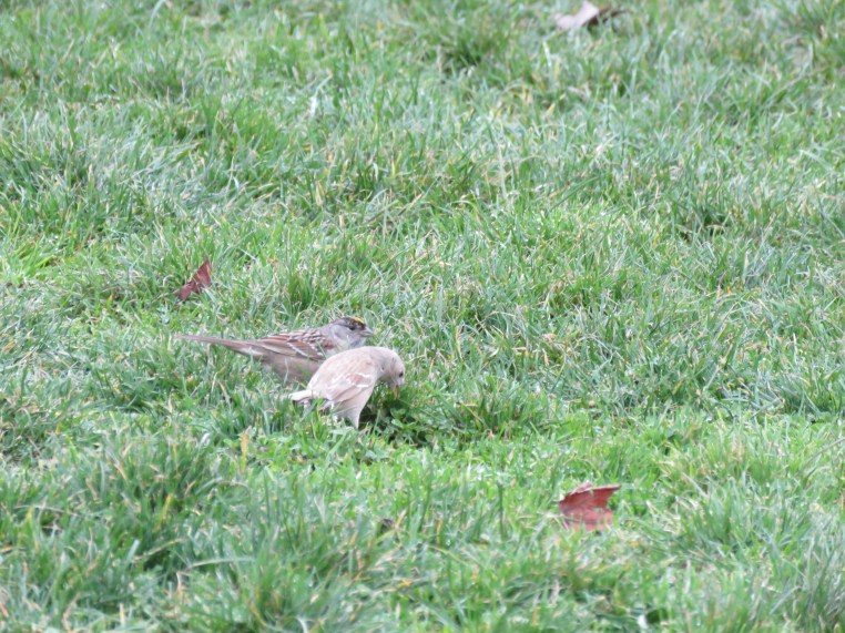 Golden-crowned Sparrow (Leucistic)